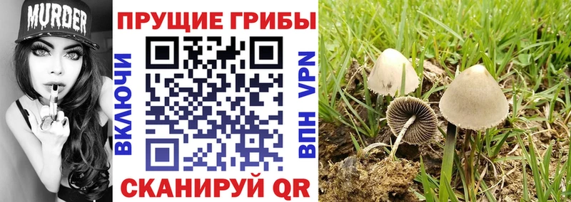 Псилоцибиновые грибы ЛСД  Армавир 